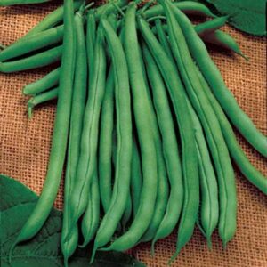 papaw’s garden supply llc. helping the next generation grow! blue lake pole heirloom bean seeds, non-gmo, 1 pack of 350 vegetable seeds