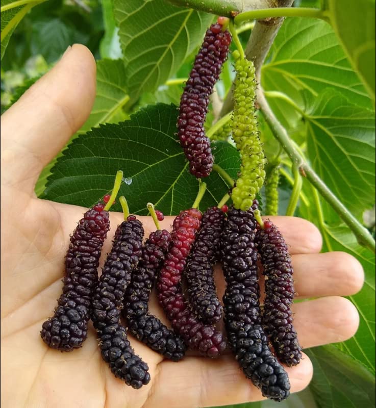 2 Pakistan Mulberry Tree Black Mulberries Plants 5 to 7 Inc Planting Indoor Outdoor Ornaments Perennial Garden Simple to Grow Pot Gift