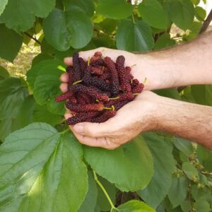 2 Pakistan Mulberry Tree Black Mulberries Plants 5 to 7 Inc Planting Indoor Outdoor Ornaments Perennial Garden Simple to Grow Pot Gift