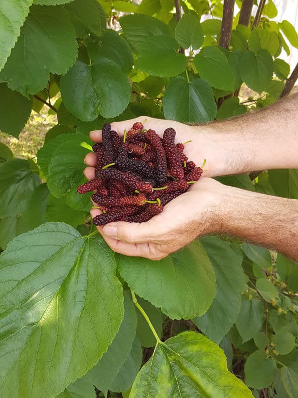 2 Pakistan Mulberry Tree Black Mulberries Plants 5 to 7 Inc Planting Indoor Outdoor Ornaments Perennial Garden Simple to Grow Pot Gift