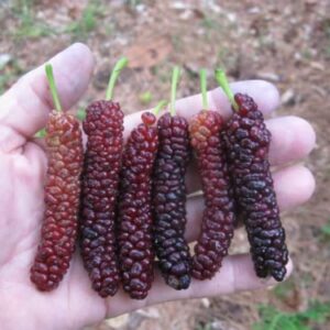 2 Pakistan Mulberry Tree Black Mulberries Plants 5 to 7 Inc Planting Indoor Outdoor Ornaments Perennial Garden Simple to Grow Pot Gift