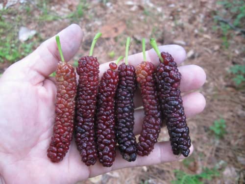 2 Pakistan Mulberry Tree Black Mulberries Plants 5 to 7 Inc Planting Indoor Outdoor Ornaments Perennial Garden Simple to Grow Pot Gift