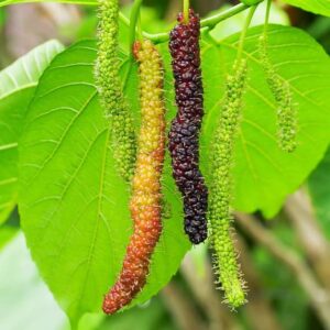 2 Pakistan Mulberry Tree Black Mulberries Plants 5 to 7 Inc Planting Indoor Outdoor Ornaments Perennial Garden Simple to Grow Pot Gift