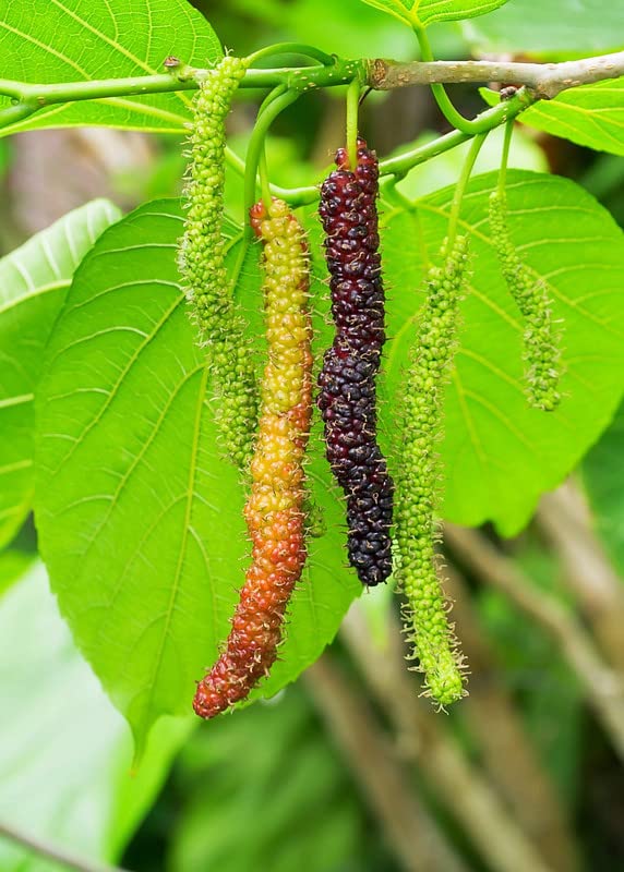 2 Pakistan Mulberry Tree Black Mulberries Plants 5 to 7 Inc Planting Indoor Outdoor Ornaments Perennial Garden Simple to Grow Pot Gift