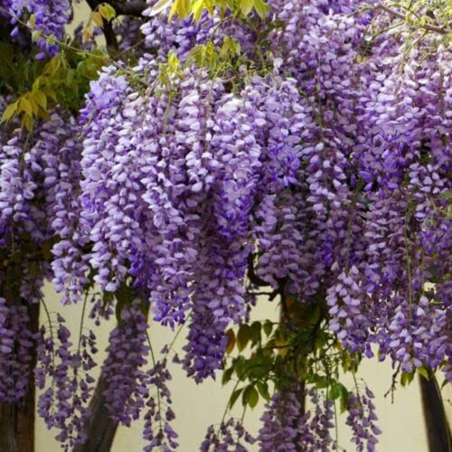 CHUXAY GARDEN 5 Seeds Dark Purple Chinese Wisteria Seed,Wisteria Sinensis Privacy Screen Tree Perennial Climbing Vine Privacy Screen Landscaping Rocks