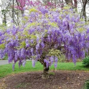 CHUXAY GARDEN 5 Seeds Dark Purple Chinese Wisteria Seed,Wisteria Sinensis Privacy Screen Tree Perennial Climbing Vine Privacy Screen Landscaping Rocks