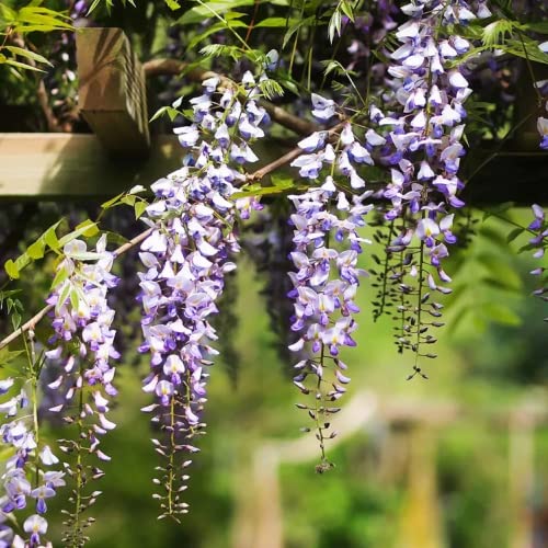 CHUXAY GARDEN 5 Seeds Dark Purple Chinese Wisteria Seed,Wisteria Sinensis Privacy Screen Tree Perennial Climbing Vine Privacy Screen Landscaping Rocks