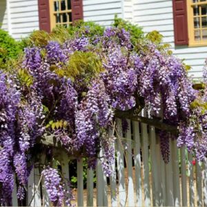 CHUXAY GARDEN 5 Seeds Dark Purple Chinese Wisteria Seed,Wisteria Sinensis Privacy Screen Tree Perennial Climbing Vine Privacy Screen Landscaping Rocks