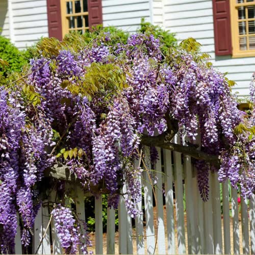 CHUXAY GARDEN 5 Seeds Dark Purple Chinese Wisteria Seed,Wisteria Sinensis Privacy Screen Tree Perennial Climbing Vine Privacy Screen Landscaping Rocks