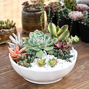 Live Succulent Plants, 1 Unit Real Succulents Potted in 2" Starter Planter with Soil Mix, Rare Small Indoor House Plants for Home Garden Outdoor Wedding Decor Party Favor Women Girls DIY Gift