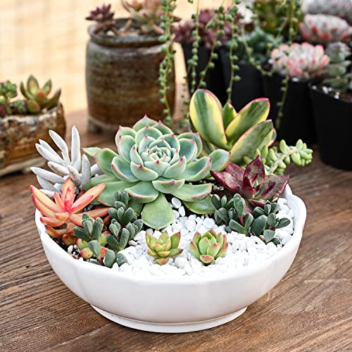 Live Succulent Plants, 1 Unit Real Succulents Potted in 2" Starter Planter with Soil Mix, Rare Small Indoor House Plants for Home Garden Outdoor Wedding Decor Party Favor Women Girls DIY Gift