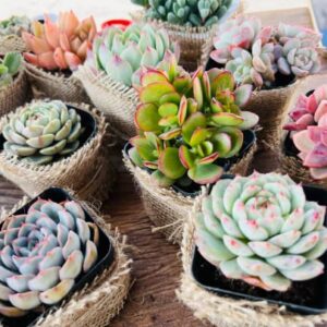 Live Succulent Plants, 1 Unit Real Succulents Potted in 2" Starter Planter with Soil Mix, Rare Small Indoor House Plants for Home Garden Outdoor Wedding Decor Party Favor Women Girls DIY Gift