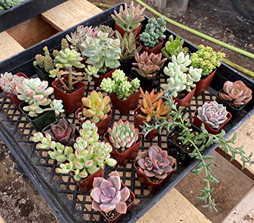 Live Succulent Plants, 1 Unit Real Succulents Potted in 2" Starter Planter with Soil Mix, Rare Small Indoor House Plants for Home Garden Outdoor Wedding Decor Party Favor Women Girls DIY Gift