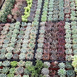 Live Succulent Plants, 1 Unit Real Succulents Potted in 2" Starter Planter with Soil Mix, Rare Small Indoor House Plants for Home Garden Outdoor Wedding Decor Party Favor Women Girls DIY Gift