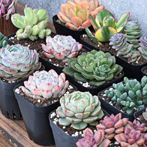 Live Succulent Plants, 1 Unit Real Succulents Potted in 2" Starter Planter with Soil Mix, Rare Small Indoor House Plants for Home Garden Outdoor Wedding Decor Party Favor Women Girls DIY Gift