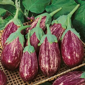 shooting stars eggplant seeds – 2 g packet ~450 seeds – non-gmo, heirloom – vegetable garden – solanum melongena