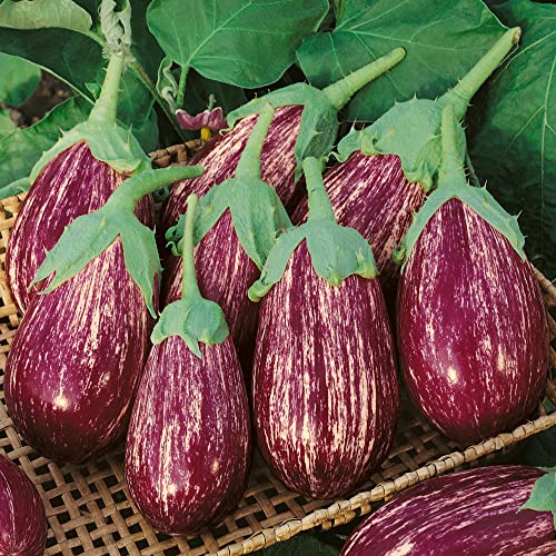 Shooting Stars Eggplant Seeds - 2 g Packet ~450 Seeds - Non-GMO, Heirloom - Vegetable Garden - Solanum melongena