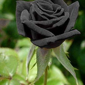 20+ Rare Black Rose Seeds Beautiful Flower Seeds Home Garden Bonsai