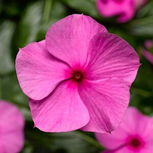 outsidepride vinca periwinkle cascade lilac garden flower, ground cover, & container plants – 50 seeds