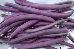 royal burgundy bush bean seeds