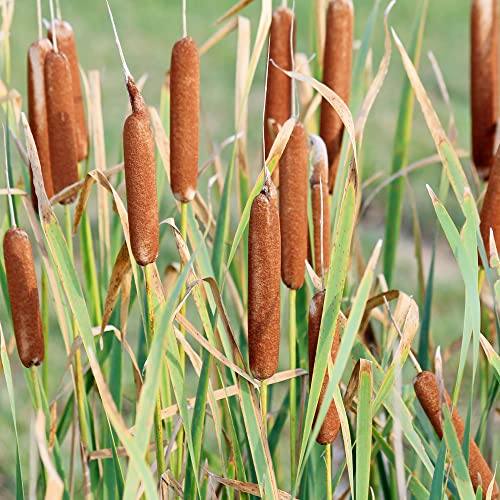 Cattail Seeds Typha Latifolia Perennial Fast-Growing Ornamental Landscape Decorate Ponds Bog Garden Outdoor 50Pcs Herb Seeds by YEGAOL Garden