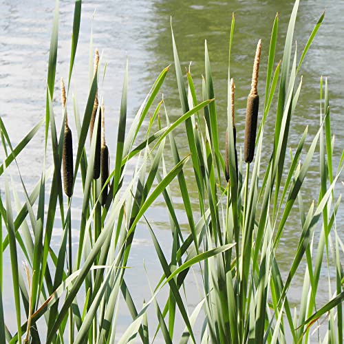 Cattail Seeds Typha Latifolia Perennial Fast-Growing Ornamental Landscape Decorate Ponds Bog Garden Outdoor 50Pcs Herb Seeds by YEGAOL Garden