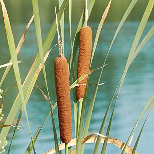 Cattail Seeds Typha Latifolia Perennial Fast-Growing Ornamental Landscape Decorate Ponds Bog Garden Outdoor 50Pcs Herb Seeds by YEGAOL Garden