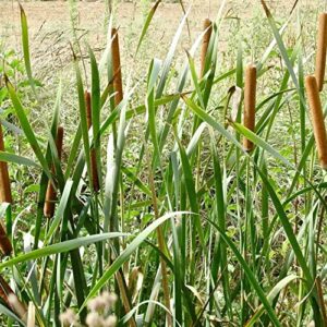 Cattail Seeds Typha Latifolia Perennial Fast-Growing Ornamental Landscape Decorate Ponds Bog Garden Outdoor 50Pcs Herb Seeds by YEGAOL Garden