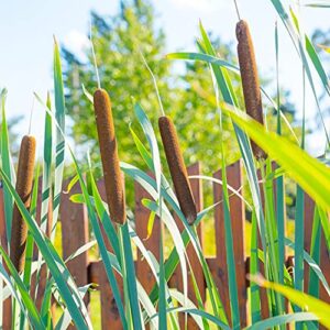 Cattail Seeds Typha Latifolia Perennial Fast-Growing Ornamental Landscape Decorate Ponds Bog Garden Outdoor 50Pcs Herb Seeds by YEGAOL Garden