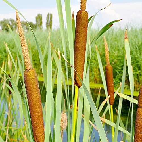 Cattail Seeds Typha Latifolia Perennial Fast-Growing Ornamental Landscape Decorate Ponds Bog Garden Outdoor 50Pcs Herb Seeds by YEGAOL Garden