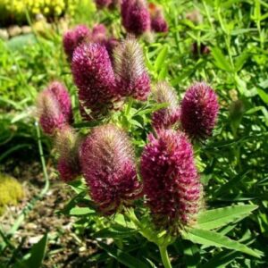 CHUXAY GARDEN 20 Seeds Trifolium Rubens'Red Feather' Seed,Ruddy Clover Ornamental Herb Plant Attract Butterflies and Bees Showy Display