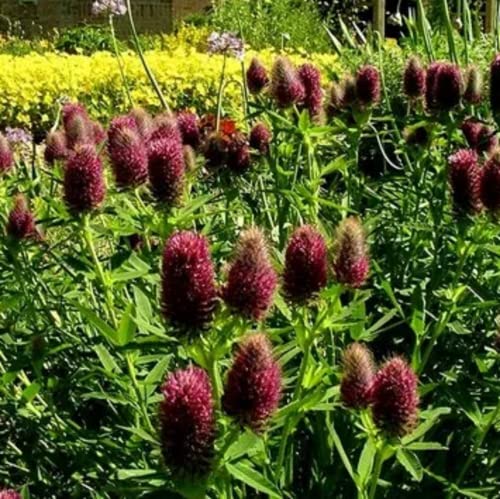 CHUXAY GARDEN 20 Seeds Trifolium Rubens'Red Feather' Seed,Ruddy Clover Ornamental Herb Plant Attract Butterflies and Bees Showy Display