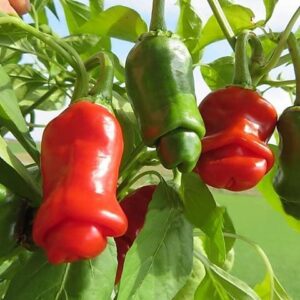 30 peter pepper seeds to plant rare chili seeds indoor outdoor ornaments perennials garden growing can grow well pot