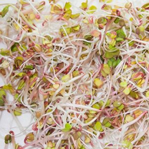 Garden Trio Sprouting Mix Seeds, 1/2 Pound/ 8 Ounces , "COOL BEANS n SPROUTS" Brand, This is a Mix of Broccoli, Radish and Alfalfa Seeds.