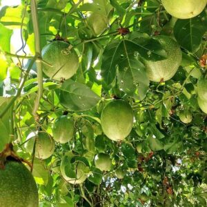 Passion Fruit Yellow Tropical Passionfruit Vine 5 to 7 Inc Tall Planting Indoor Outdoor Ornaments Perennial Garden Simple to Grow Pot