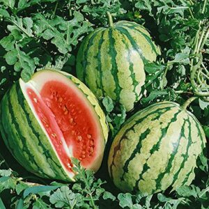 david’s garden seeds fruit watermelon dixielee (red) 50 non-gmo, open pollinated seeds