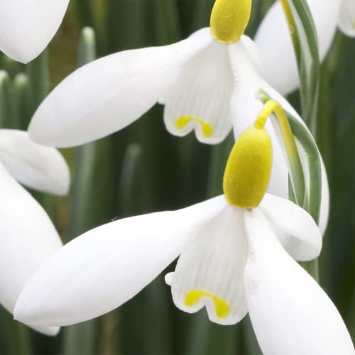 YEGAOL Garden 50Pcs Snowdrop Seeds Galanthus Nivalis Seeds Hardy Low Maintenance Deer & Rabbit Resistant Perennial Indoor Beds Border Plant Ground Covers Flower Seeds