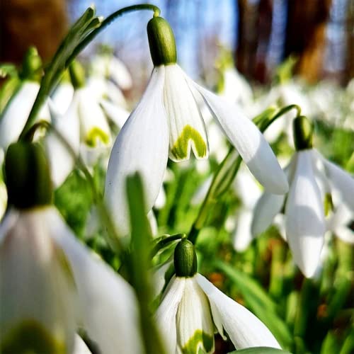 YEGAOL Garden 50Pcs Snowdrop Seeds Galanthus Nivalis Seeds Hardy Low Maintenance Deer & Rabbit Resistant Perennial Indoor Beds Border Plant Ground Covers Flower Seeds