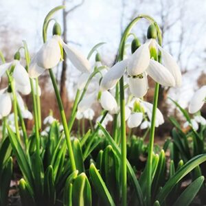 YEGAOL Garden 50Pcs Snowdrop Seeds Galanthus Nivalis Seeds Hardy Low Maintenance Deer & Rabbit Resistant Perennial Indoor Beds Border Plant Ground Covers Flower Seeds