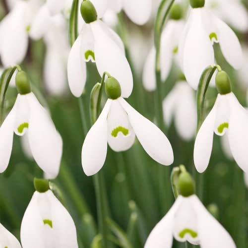 YEGAOL Garden 50Pcs Snowdrop Seeds Galanthus Nivalis Seeds Hardy Low Maintenance Deer & Rabbit Resistant Perennial Indoor Beds Border Plant Ground Covers Flower Seeds