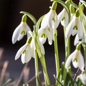 YEGAOL Garden 50Pcs Snowdrop Seeds Galanthus Nivalis Seeds Hardy Low Maintenance Deer & Rabbit Resistant Perennial Indoor Beds Border Plant Ground Covers Flower Seeds