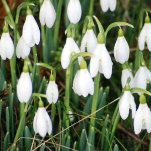 YEGAOL Garden 50Pcs Snowdrop Seeds Galanthus Nivalis Seeds Hardy Low Maintenance Deer & Rabbit Resistant Perennial Indoor Beds Border Plant Ground Covers Flower Seeds