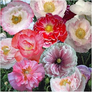 seed needs, 100,000+ shirley mixed poppy seeds for planting – double mixture (papaver rhoeas) heirloom & open pollinated bulk