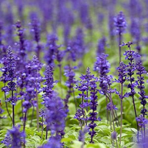 outsidepride salvia sclarea clary sage garden herb with essential oils – 1000 seeds