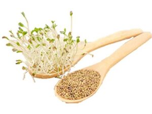 alfalfa heirloom garden seeds – b157 (400 seeds, or 1 gram)