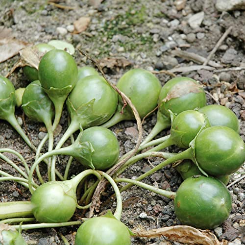 Mandrake Seeds Mandragora Officinarum Perennial Herb Seeds Fruit & Berries GMO Free Courtyard Garden Outdoor 20Pcs by YEGAOL Garden