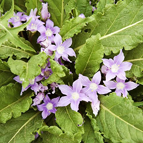 Mandrake Seeds Mandragora Officinarum Perennial Herb Seeds Fruit & Berries GMO Free Courtyard Garden Outdoor 20Pcs by YEGAOL Garden