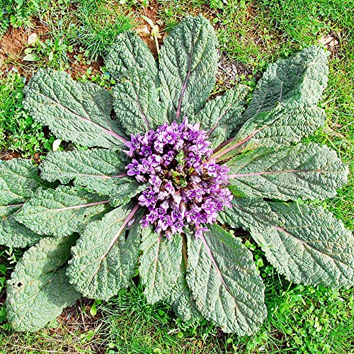 Mandrake Seeds Mandragora Officinarum Perennial Herb Seeds Fruit & Berries GMO Free Courtyard Garden Outdoor 20Pcs by YEGAOL Garden