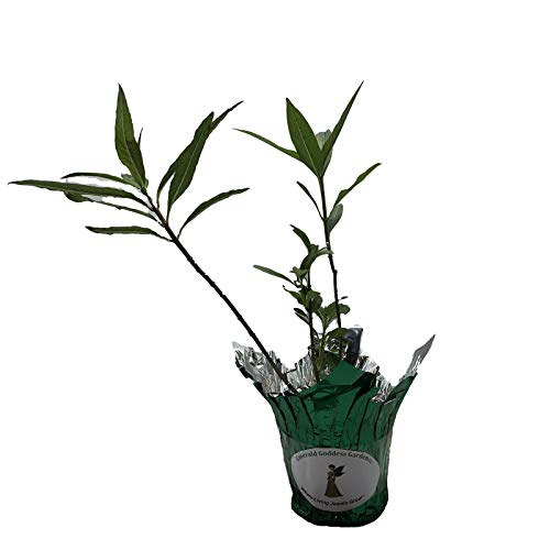 Milkweed Orange Live Semi-Tropical Plant Butterfly Garden Host Asclepias Plant Starter Size 4 Inch Pot