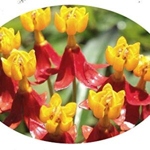 Milkweed Orange Live Semi-Tropical Plant Butterfly Garden Host Asclepias Plant Starter Size 4 Inch Pot